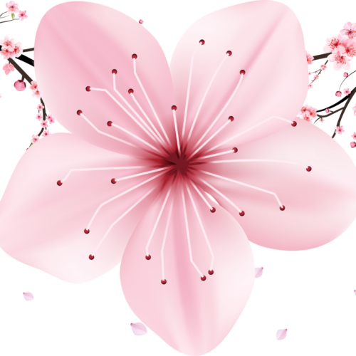 Design sans titre (15) nettoyant sakura