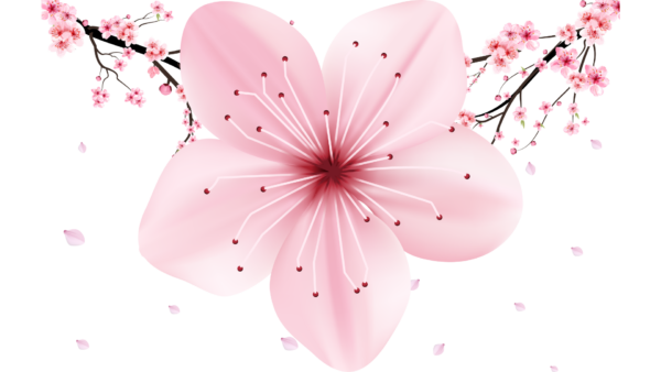 Design sans titre (15) nettoyant sakura